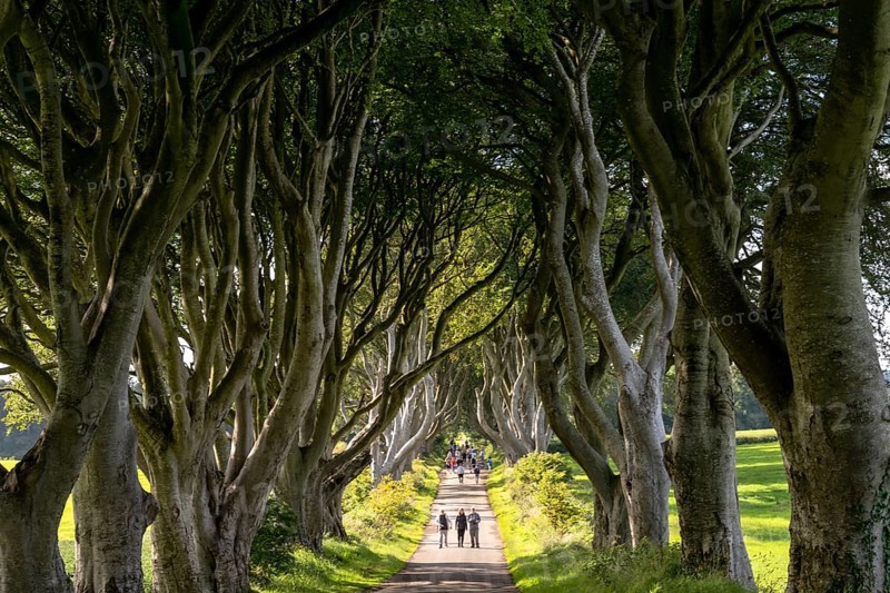 Armoy, United Kingdom, 7 July, 2022: tourists enjoy a visit to the famous The Dark Hedges in Northern Ireland, Europe
