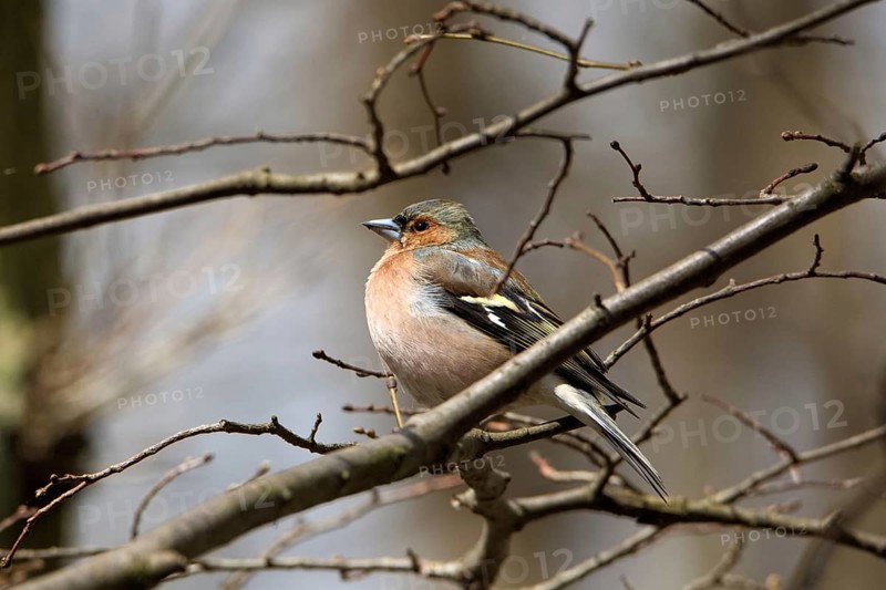 Male chaffinch (Fringilla coelebs)