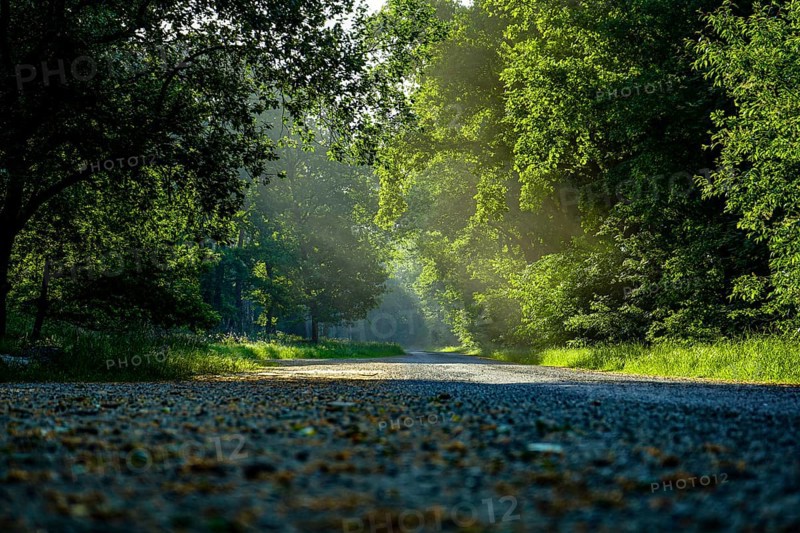 Shady forest path in the afternoon sun with green foliage and quiet atmosphere, forest on the edge of a moor in 49356 Diepholz, Niedersachsen, Germany, Europe