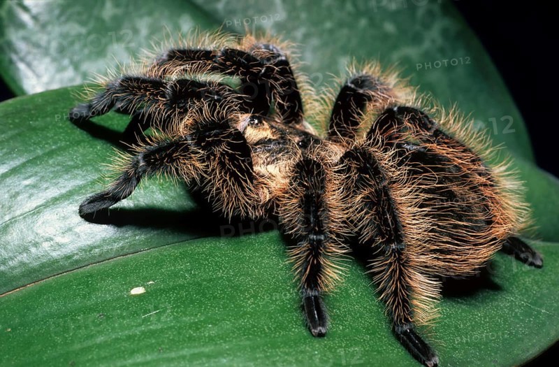 Honduras curly-haired tarantula (Brachypelma albopilosa)