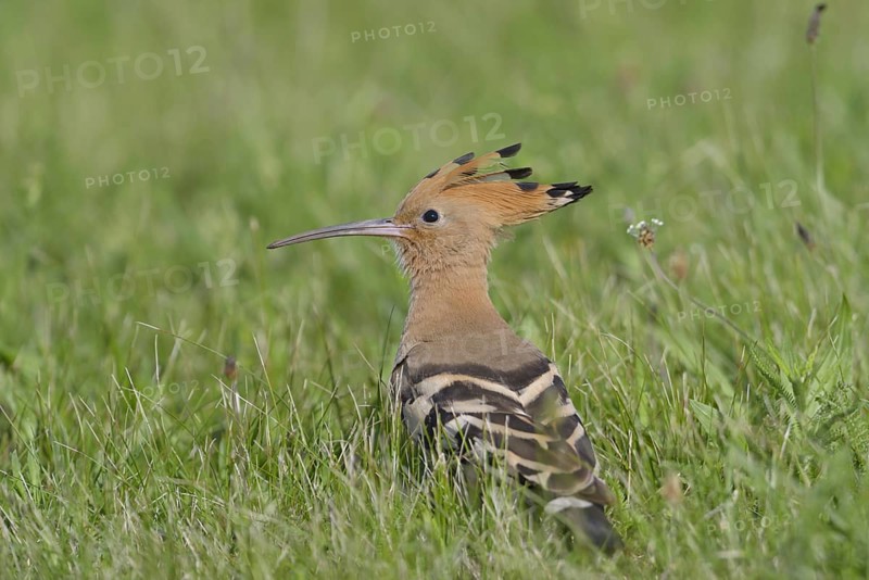 Hoopoe (Upupa epops)