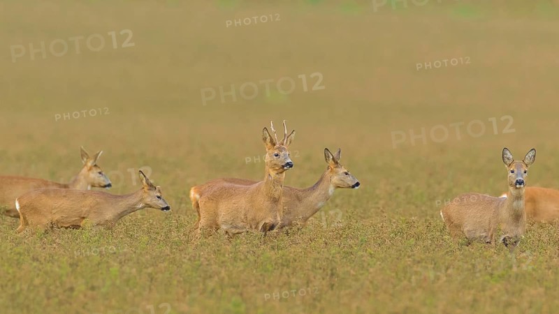 Roe deer (Capreolus capreolus)