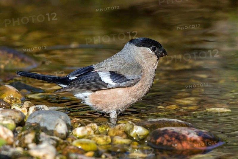 Bullfinch - female at the stream (Pyrrhula pyrrhula)