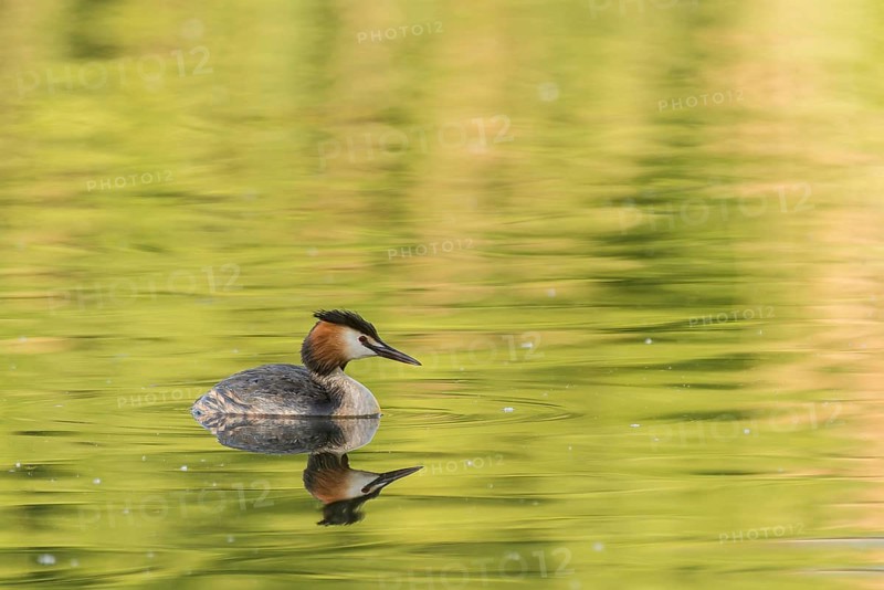 Great Crested Grebe (Podiceps cristatus)