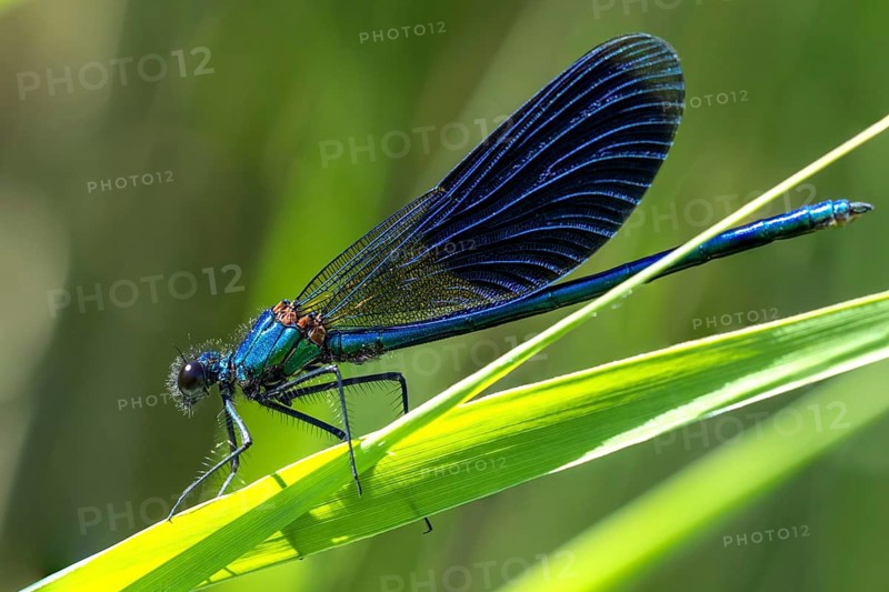 Banded demoiselle - Male (Calopteryx splendens)