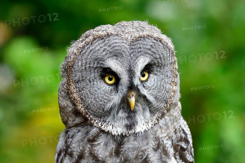 Barred Owl (Strix nebulosa)