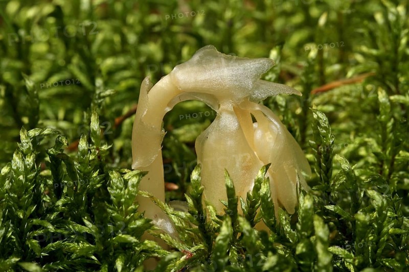Spruce asparagus (Monotropa hypopitys)