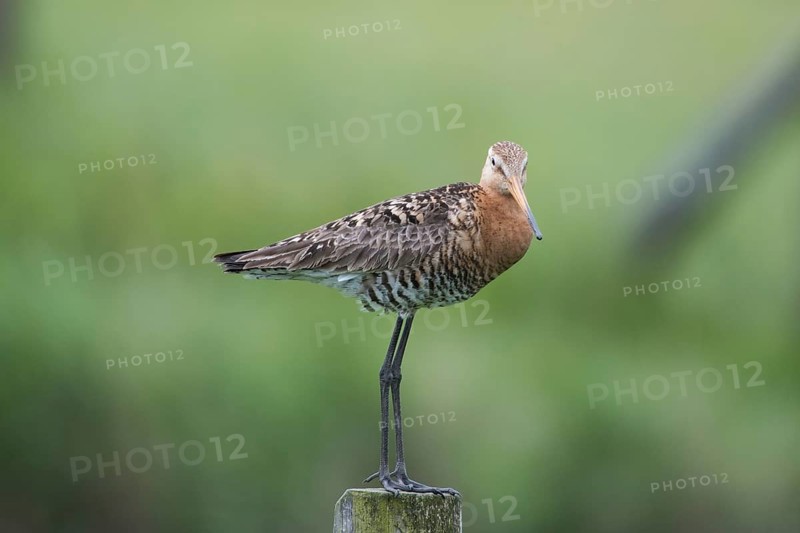 Black-tailed godwit (Limosa limosa)