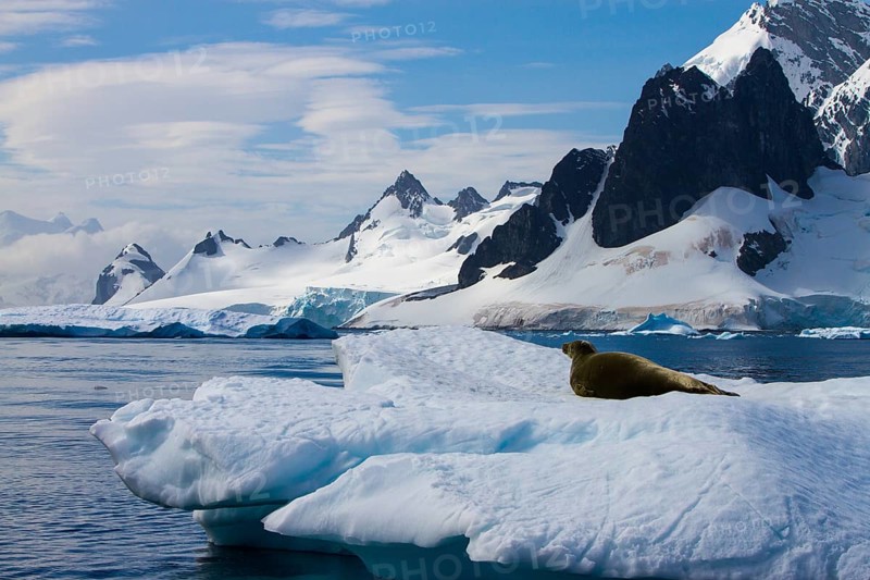 Crab-eating seal in the Antarctic (Lobodon carcinophaga)
