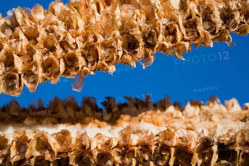 Remains of a corncob
