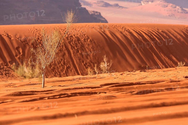 Golden orange desert sand and tree background, Wadi Rum, Jordan, Asia
