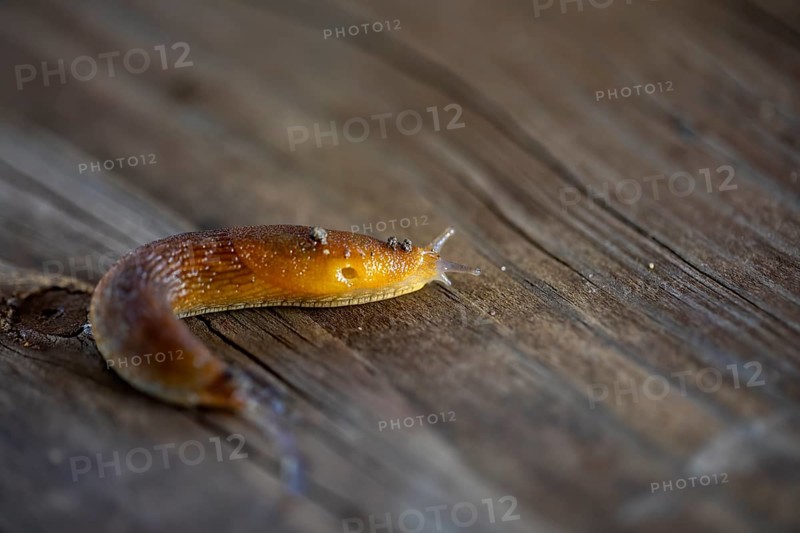 Slug, or land slug. Natural scene from Wisconsin