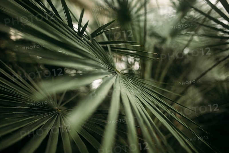 Green palm leaves with bokeh photo effect.