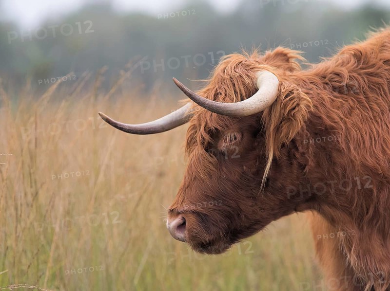 Scottish Highland cow in a nature reserve Scottish Highland cattle in a nature reserve