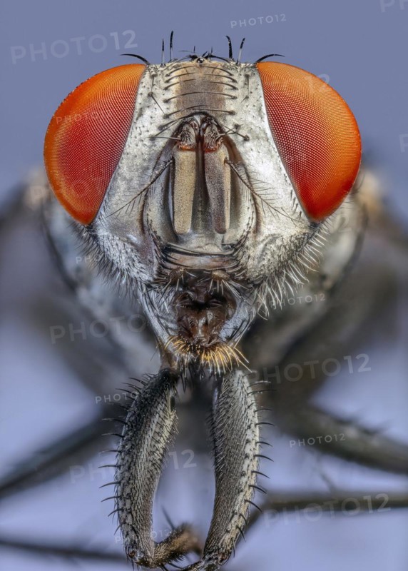 Flesh Fly (Sarcophaga spp.), red eyes