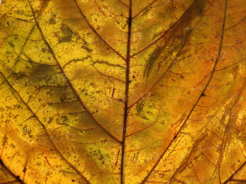 A full frame close up of an orange brown autumn leaf showing veins and cells