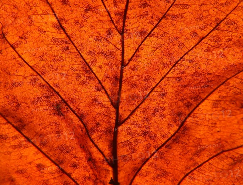 Full frame close up of an illuminated brown autumn leaf showing veins and cells