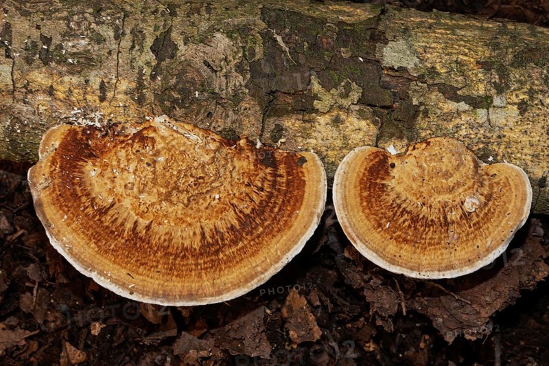 Thin walled maze polypore two fruiting bodies next to each other with ochre-brown corky tubes on tree trunk