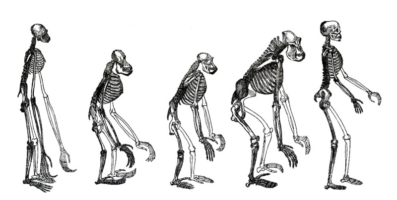 Frontispiece to the book „Evidence as to Man's Place in Nature“, 1863, by Henry Huxley, English biologist and anthropologist, specialized in comparative anatomy