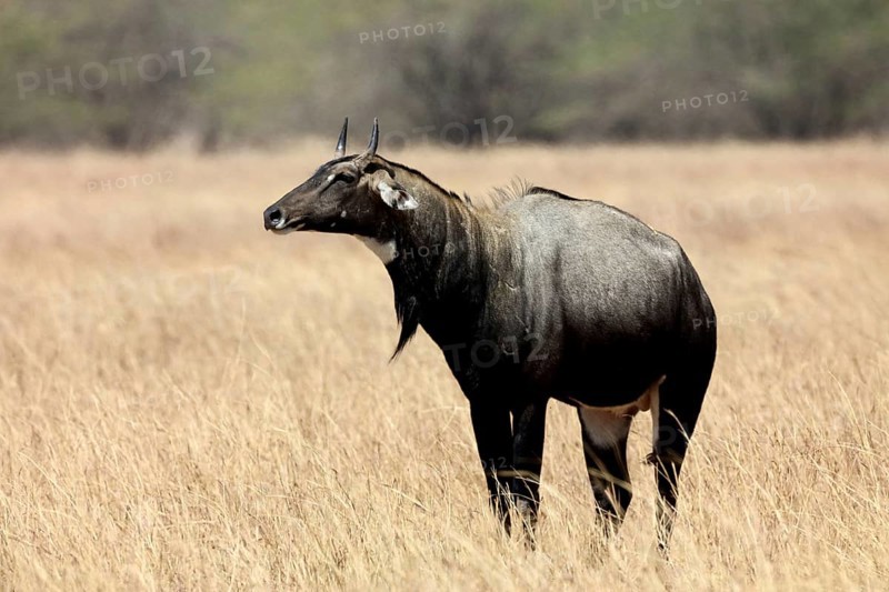 Blue bull, velavadar, Gujarat, India, Asia
