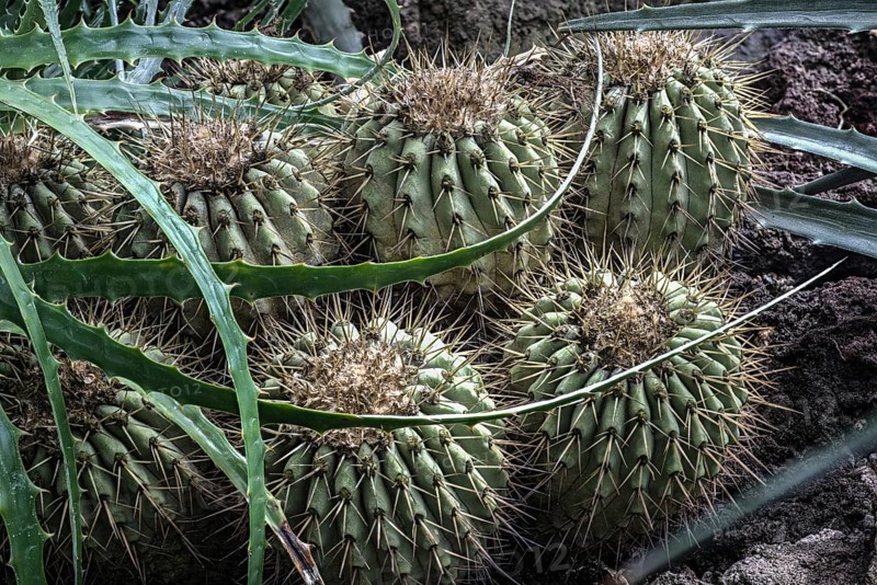 Cacti belonging to the genus Copiapoa and bromeliad leaves from the Atacama desert in northern Chile. Cacti belonging to the genus Copiapoa from the Atacama desert in northern Chile
