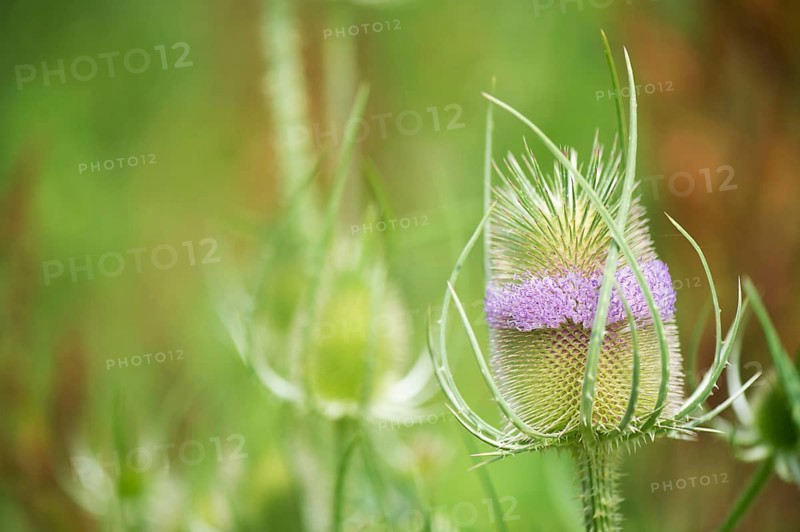 Teasel bud with purple flowers in nature