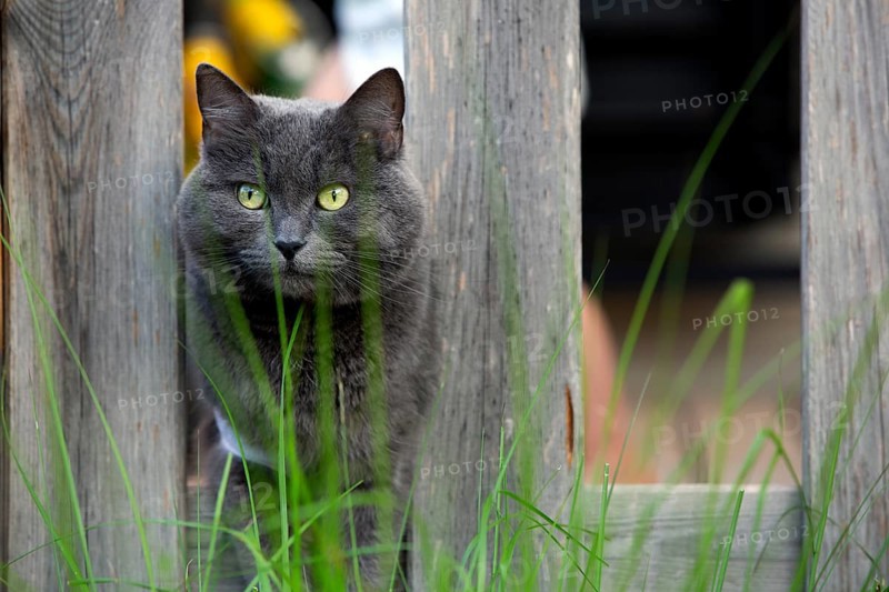 Cat on a veranda, Spain 2023
