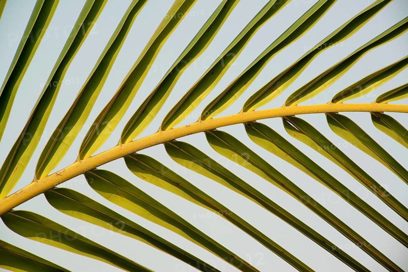 Palm tree frond at Agri, Pune, Maharashtra, India, Asia