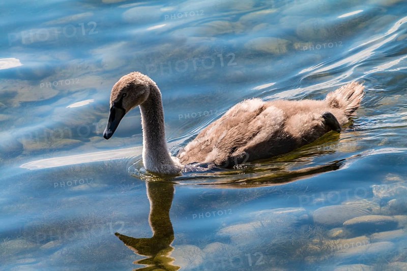 Mute swan (Cygnus olor), young bird, Allensbach, Lake Constance, Germany, Europe