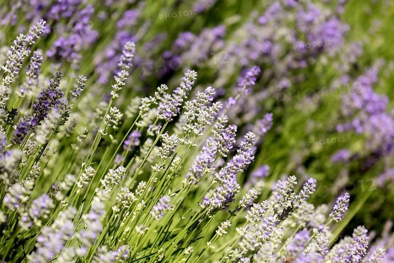 Lavender flower background with beautiful purple colors. Close-up