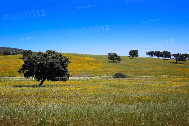 Dehesa grassland by via de la Plata way of Spain in Andalusia