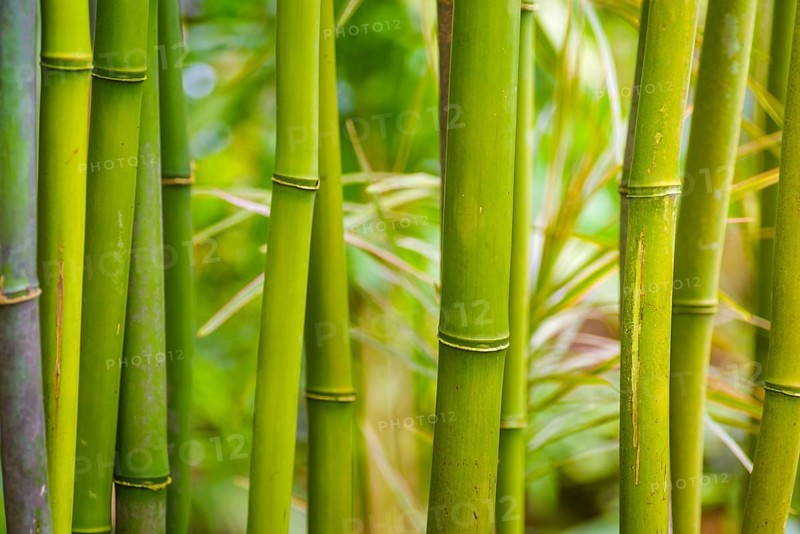 Closeup of some bamboo branches