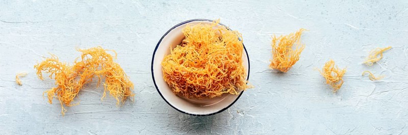 Irish sea moss panorama. Chondrus Crispus, healthy organic raw seaweed, overhead flat lay panoramic shot, Food photography, Food photography