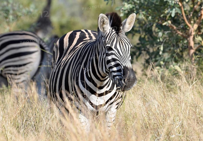 A Burchells Zebra (Equus quagga burchelli) in the Kruger Park, South Africa, Africa
