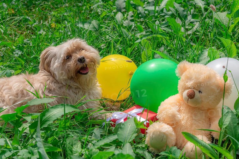 Birthday card idea with a cute Bichon Havanese dog laying on grass among colorful balloons, a red present and a teddy bear, on a sunny day of summer