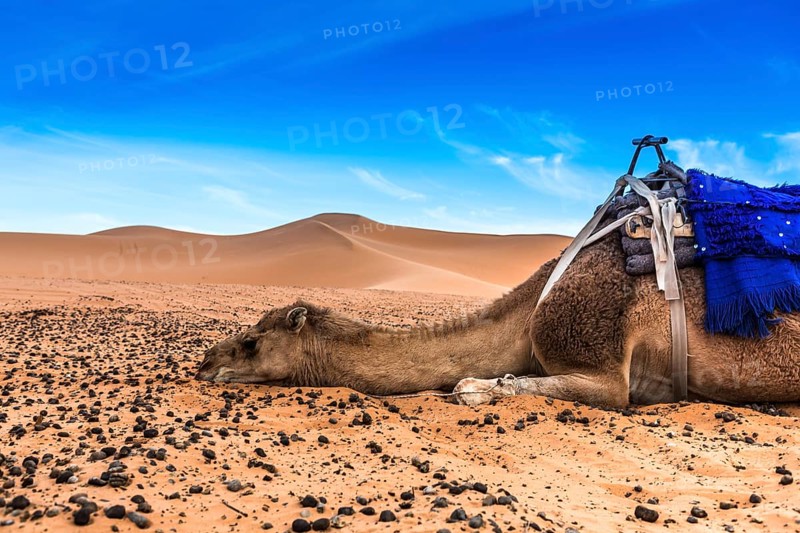 Merzouga in the Sahara Desert in Morocco
