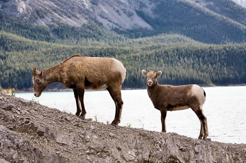 Rocky Mountain Sheep Alberta Canada young kid