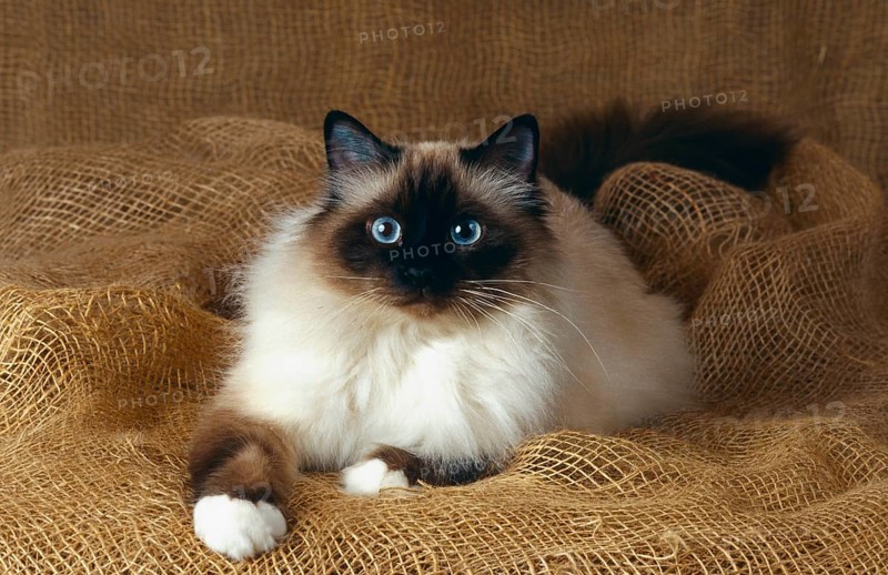 Burmese cat, Burmese, old animal