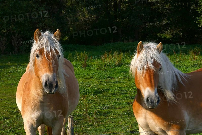 Haflinger