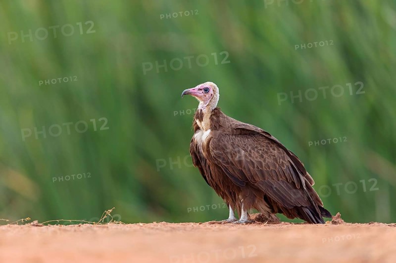 Hooded Vulture, CNecrosysrtes monachus), goshawk family, Kotu area, Kotu, South Bank, Gambia, Africa