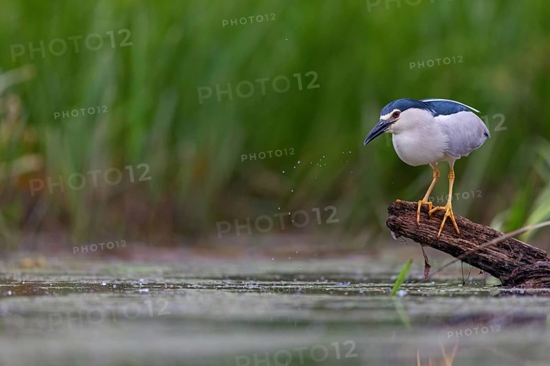 Black-crowned black crowned night heron (Nycticorax nycticorax), Bihoreau gris, HÈron bihoreau, Martinete Com?n, Ayn Razat, Salalah, Dhofar, Oman, Asia