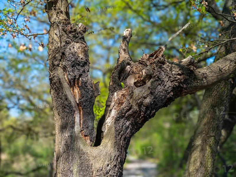 Fork in the trunk of a gnarled tree in the Riddagshäuser Teiche nature reserve, Braunschweig-Riddagshausen, Lower Saxony, Germany, Europe