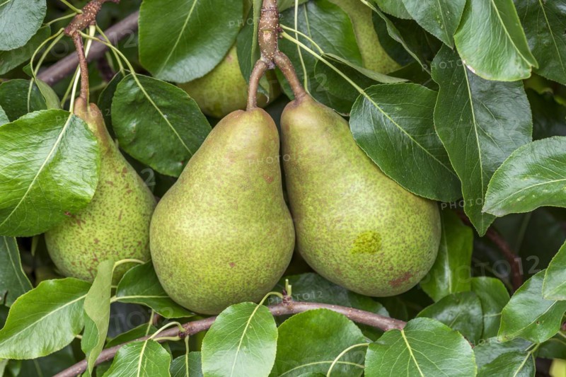 Pear (Pyrus communis 'Nouveau Poiteau'), Cambridge Botanical Garden, Germany, Europe