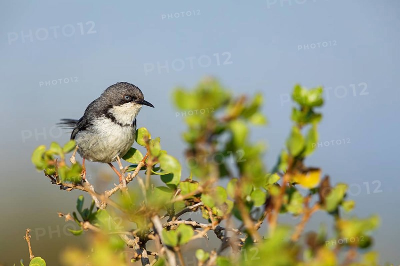 Collared Apalis, (Apalis thoracica), Bar-throated Apalis, Apalis à collier, Apalis acollarado, West Coast National Park, Langebaan, Western Cape, South Africa, Africa