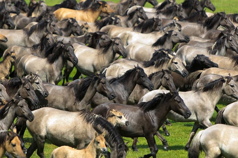 Wild horse capture Merfelder Bruch 2015