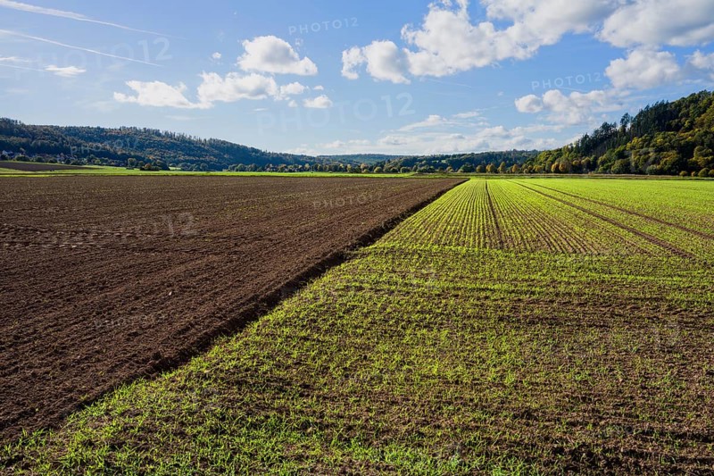 A barley field in October, Wesertal, Weserbergland, Germany, Europe