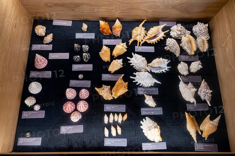 Museum, World of Seashells exhibition, Gattundg Strombidae, Bel Ombre, Mauritius, Africa