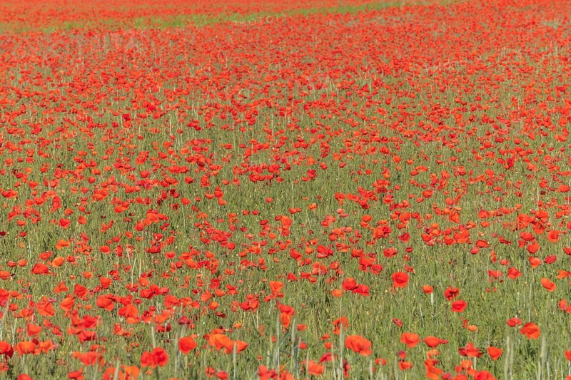 Fields filled with poppies in spring in plain. Alsace, France, Europe