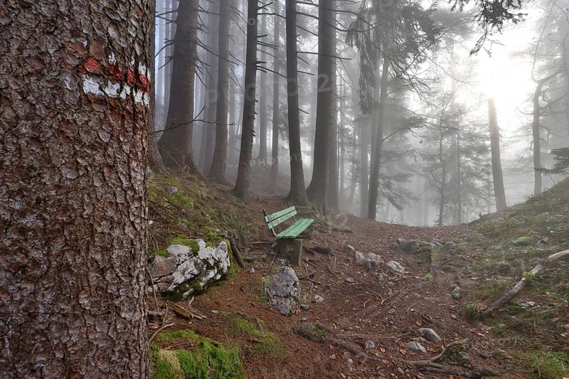 Marked hiking trail with bench leads through a misty mountain forest, quiet, mystical atmosphere, Chiemgau Alps, Upper Bavaria, Bavaria, Germany, Europe