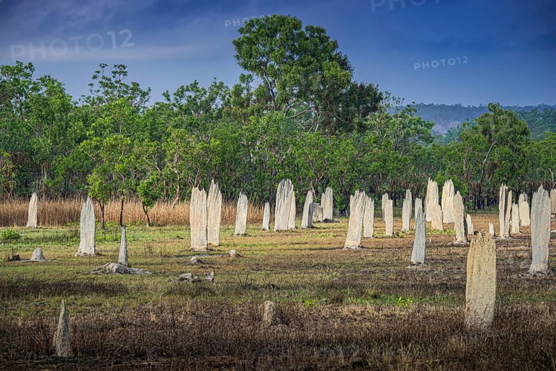 Construction of compass termites (Amitermes meridionalis), Litchfield National Park, Northern Territory, Australia, Oceania